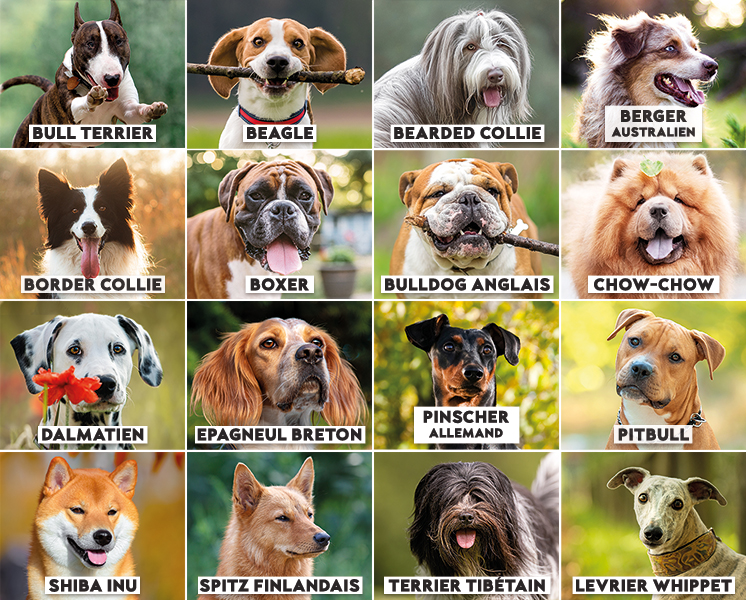 quelques exemples de races de chiens au gabarit moyen